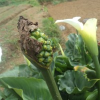 Zantedeschia aethiopica (L.) Spreng.